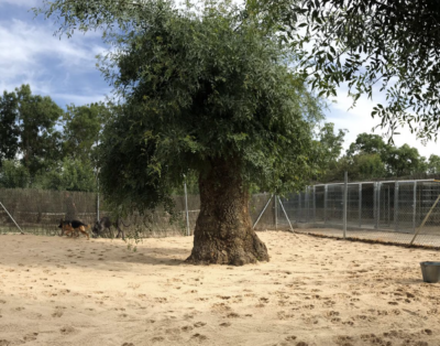 La Madriguera Canina | Hotel para Perros en la naturaleza